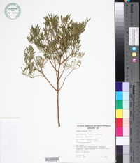 Image of Chenopodium preissii