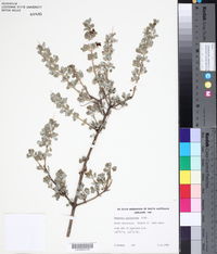 Rhagodia spinescens image