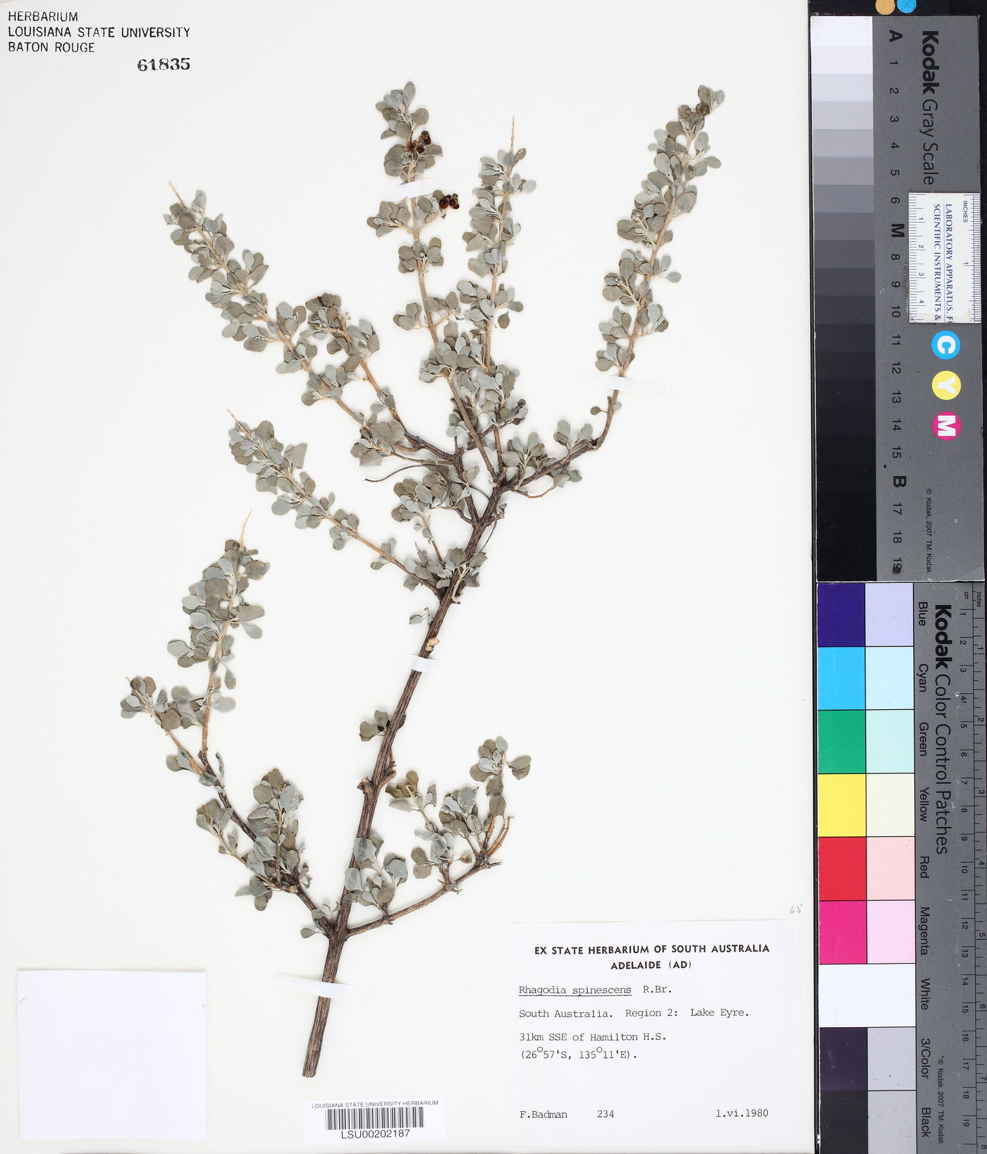 Rhagodia spinescens image