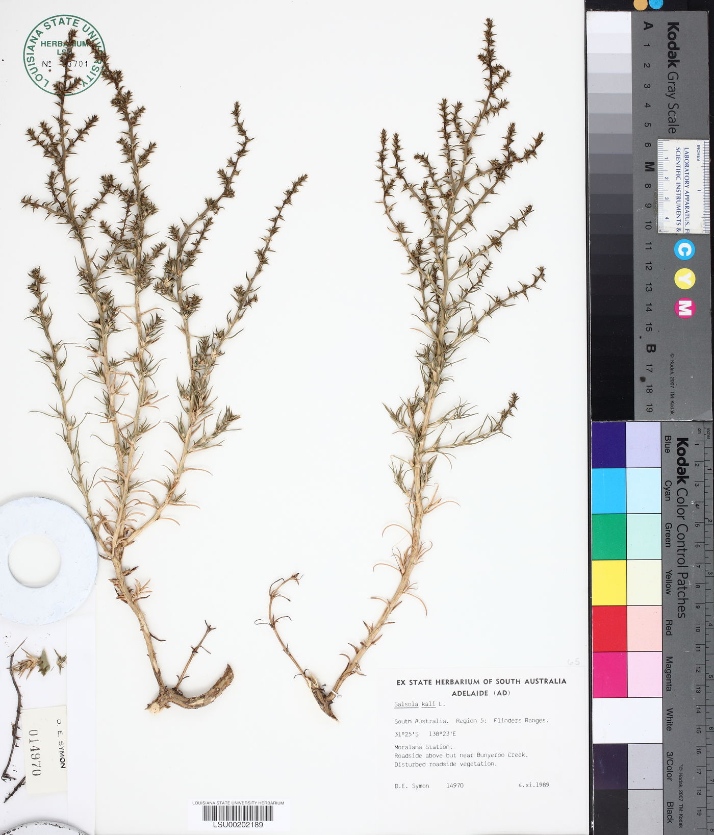 Salsola kali image
