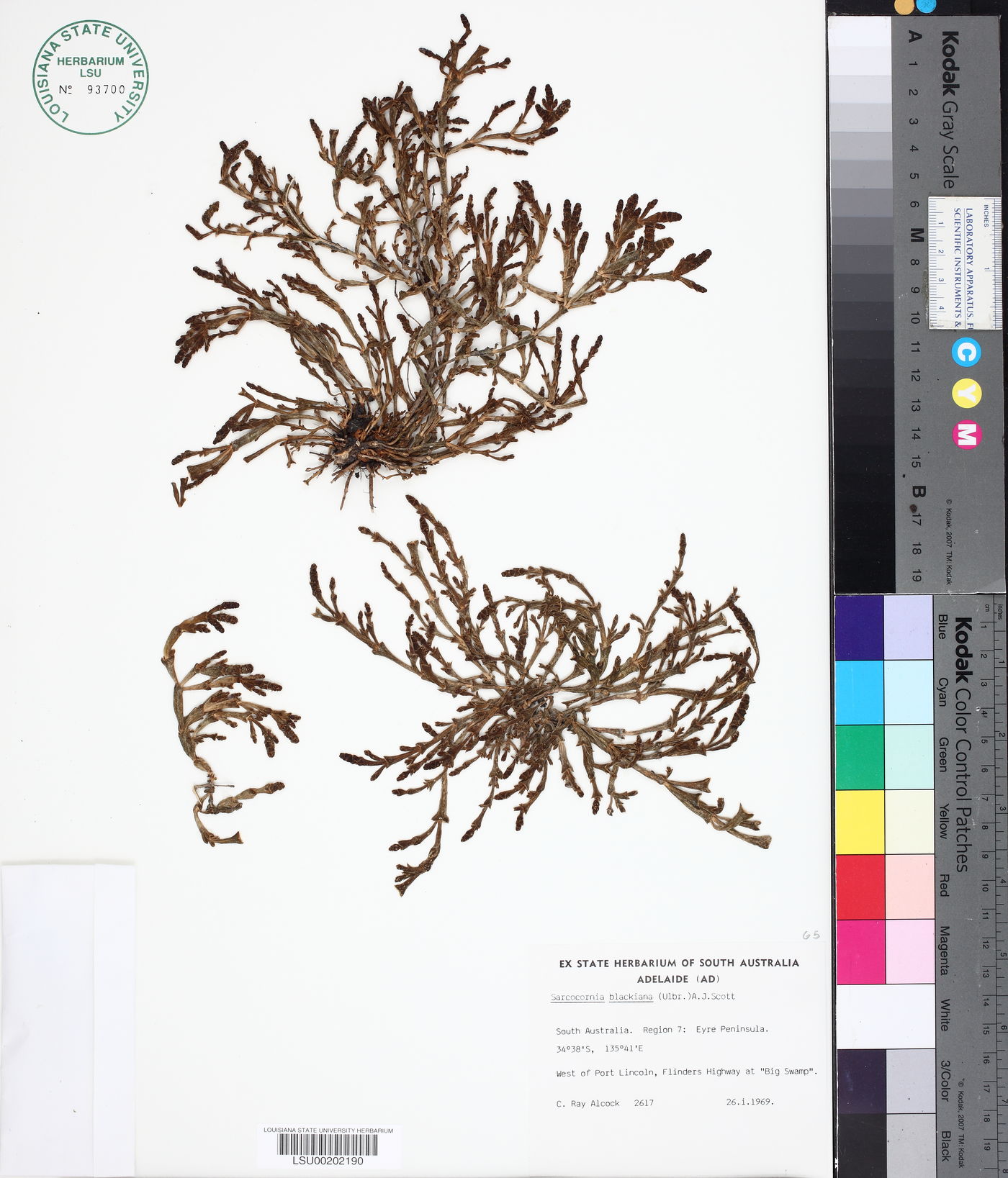 Salicornia blackiana image