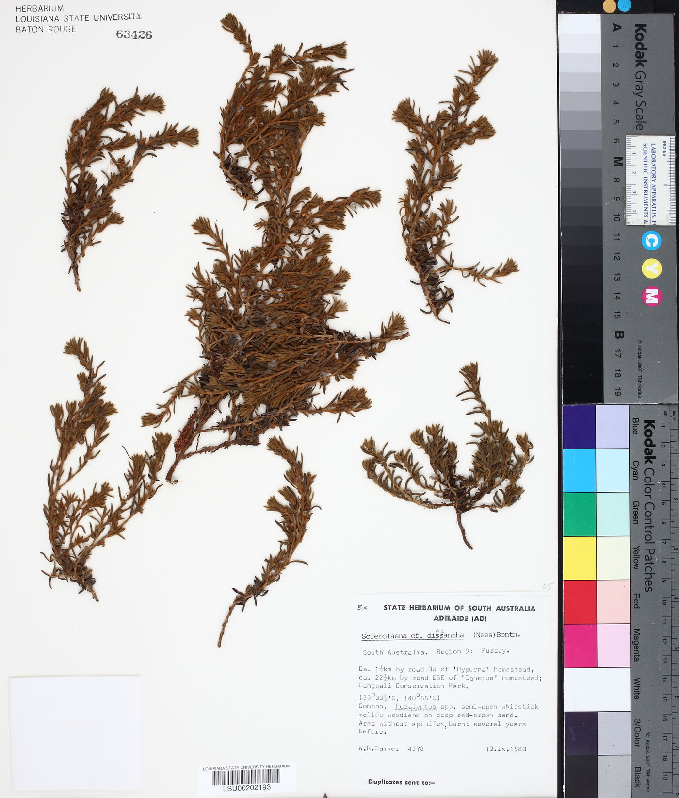 Sclerolaena diacantha image