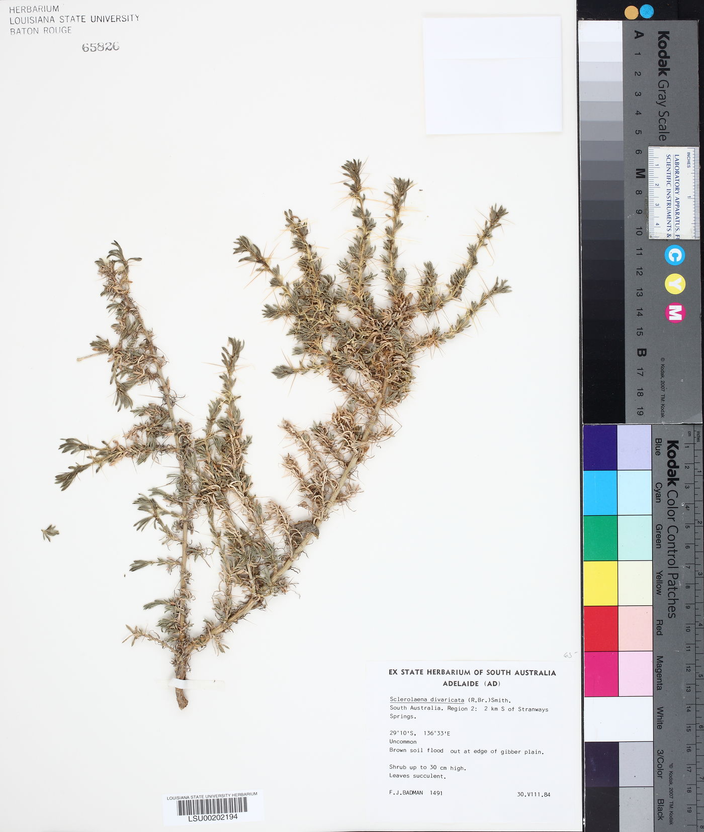 Sclerolaena divaricata image