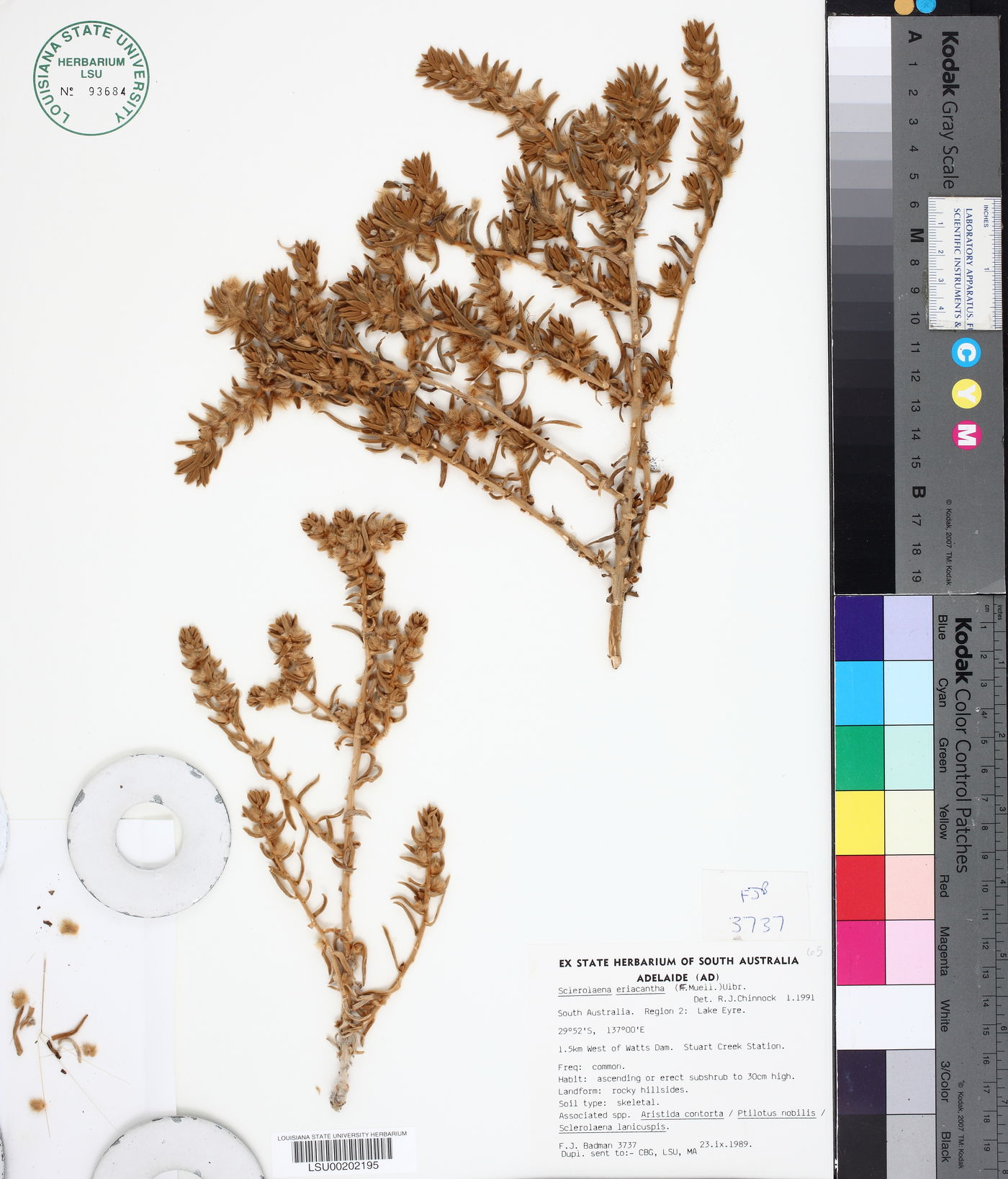 Sclerolaena eriacantha image