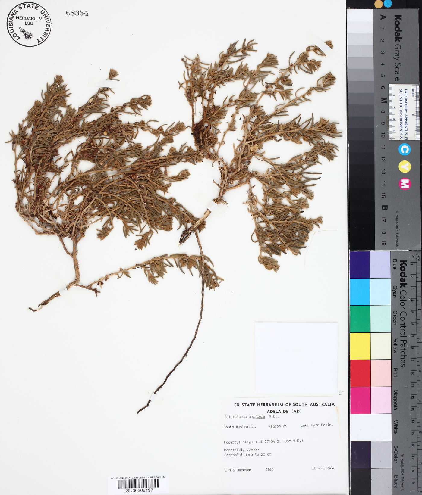 Sclerolaena uniflora image