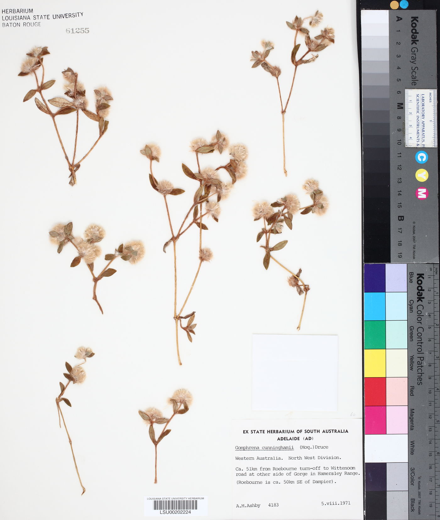 Gomphrena cunninghamii image