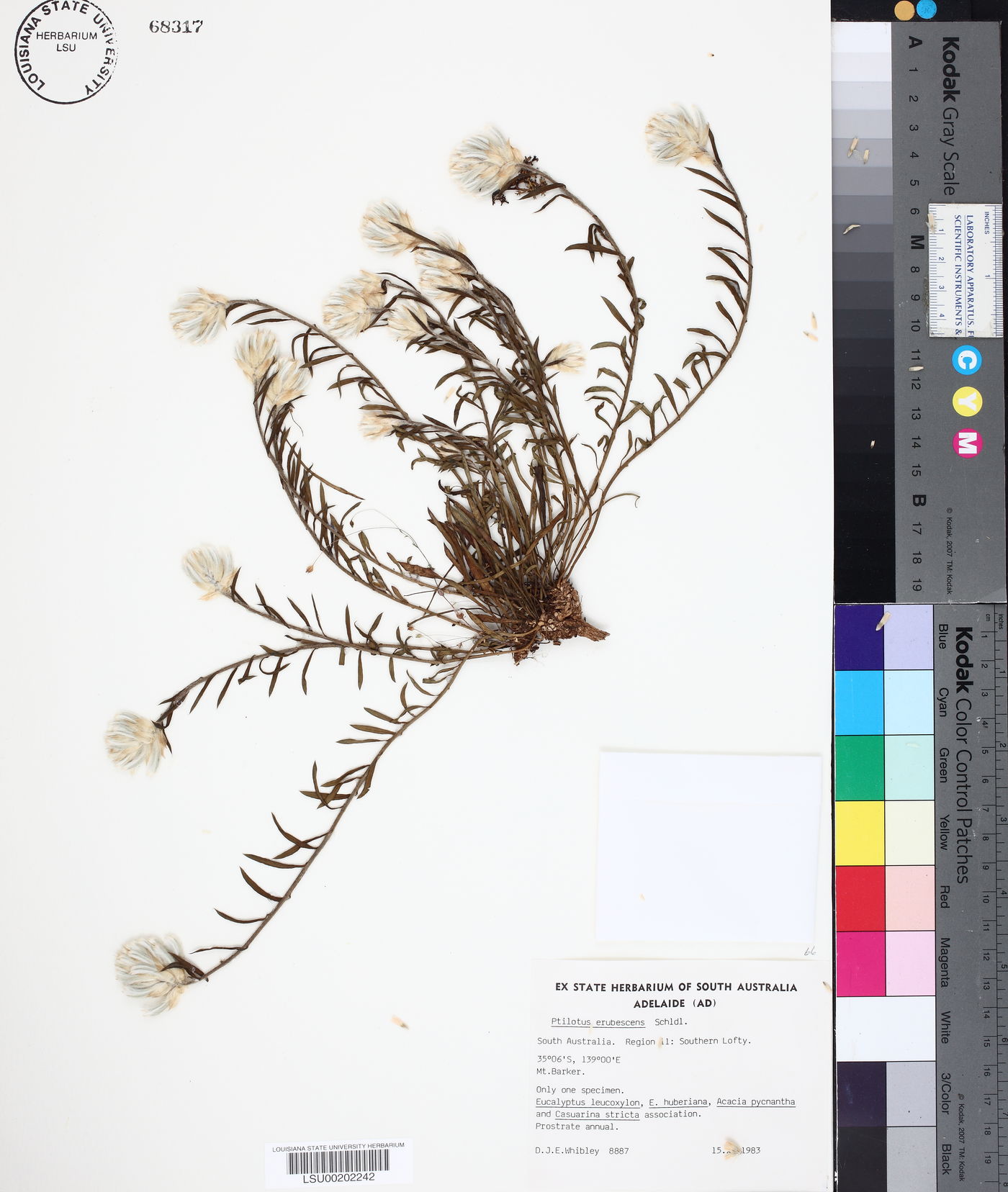 Ptilotus erubescens image