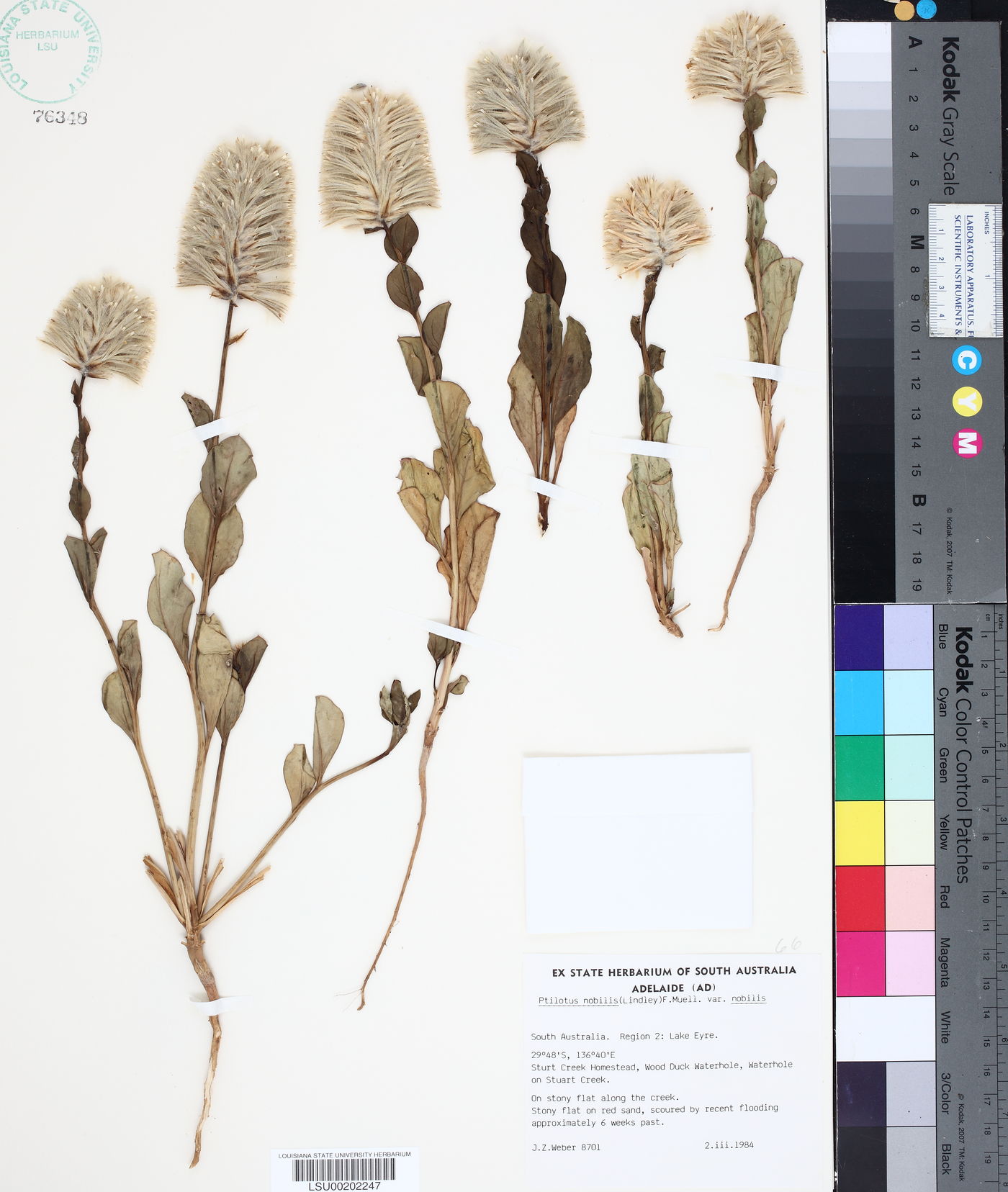Ptilotus nobilis image