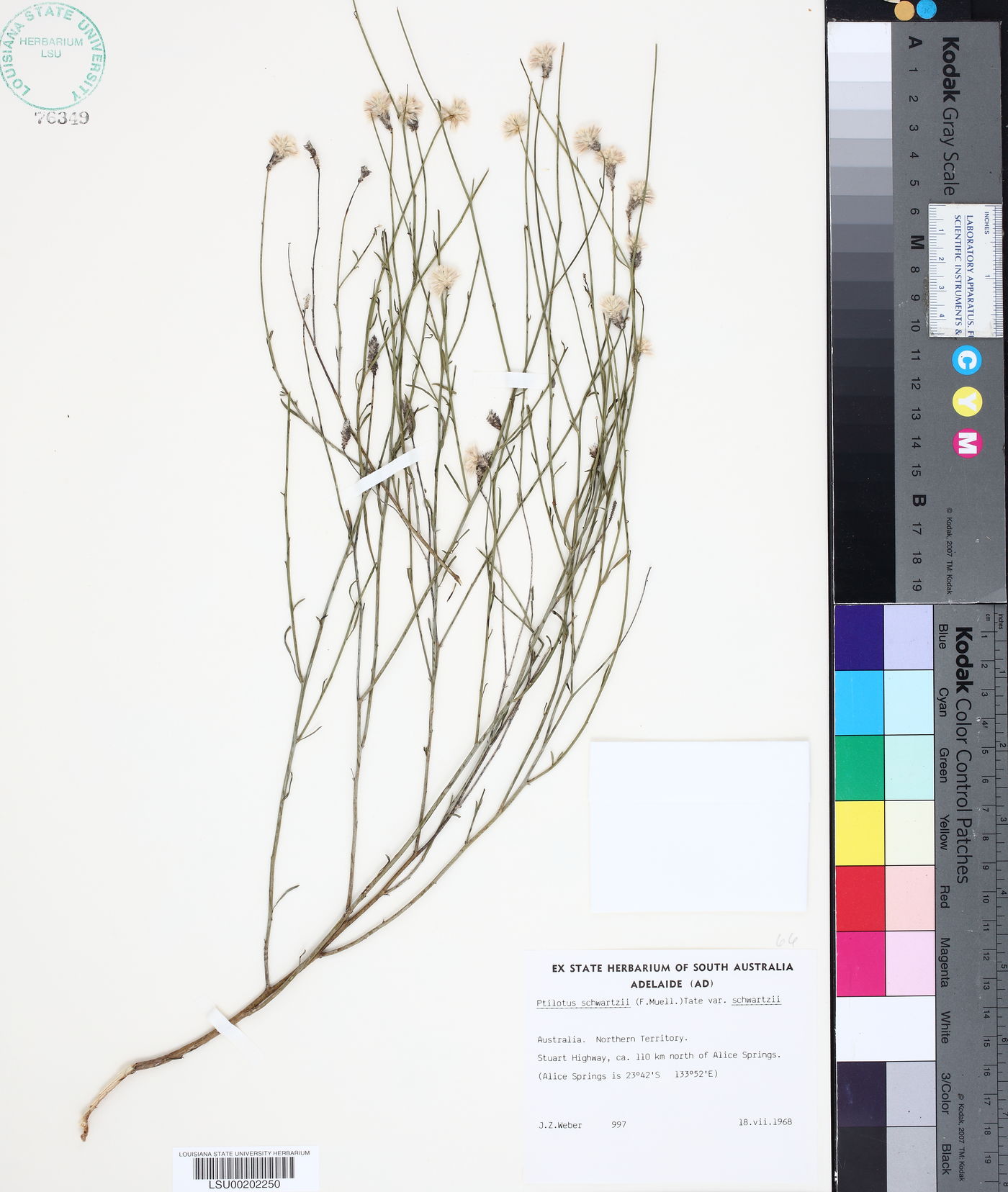 Ptilotus schwartzii image