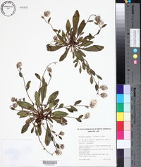 Ptilotus seminudus image
