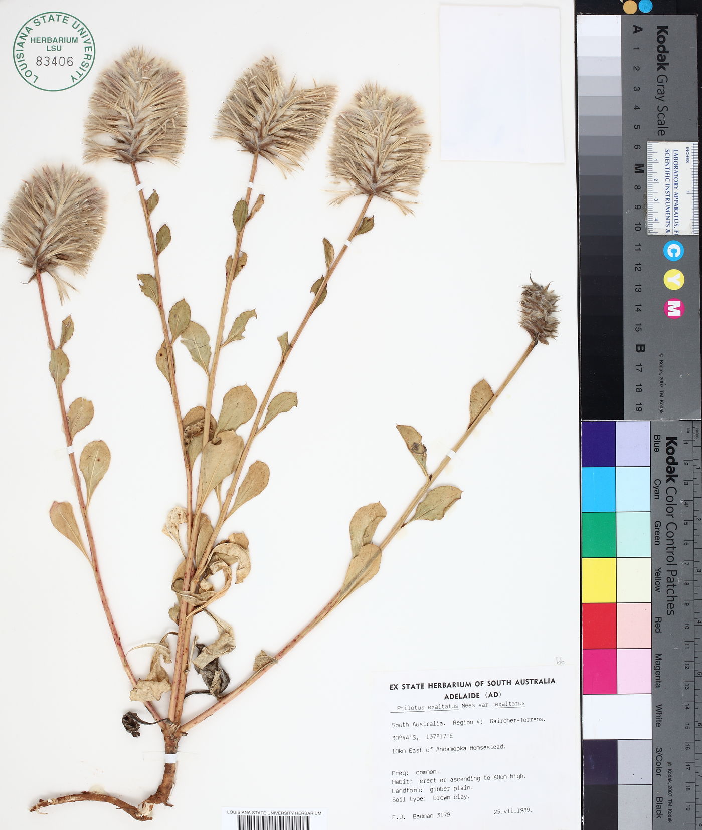 Ptilotus exaltatus var. exaltatus image