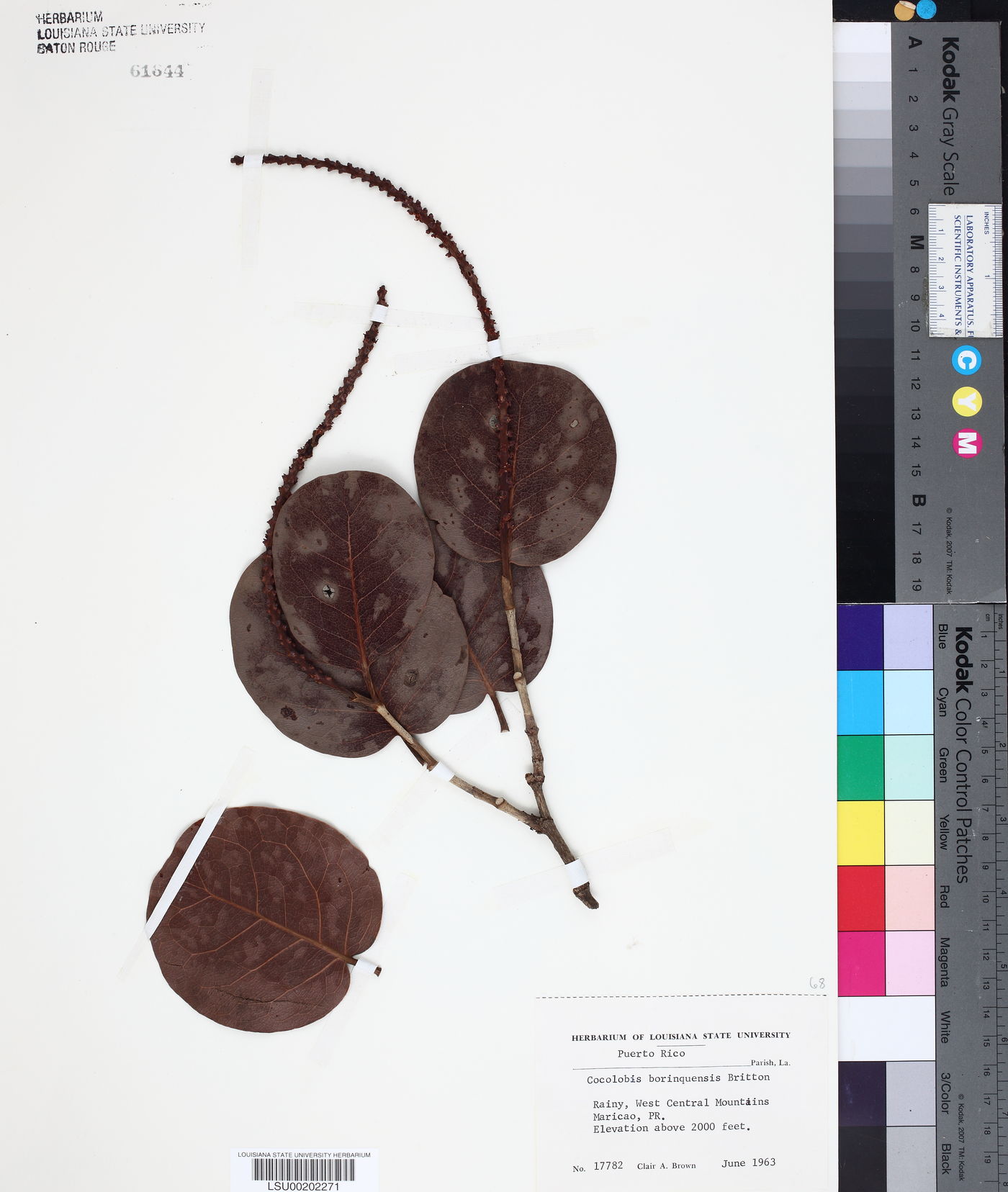 Coccoloba borinquensis image