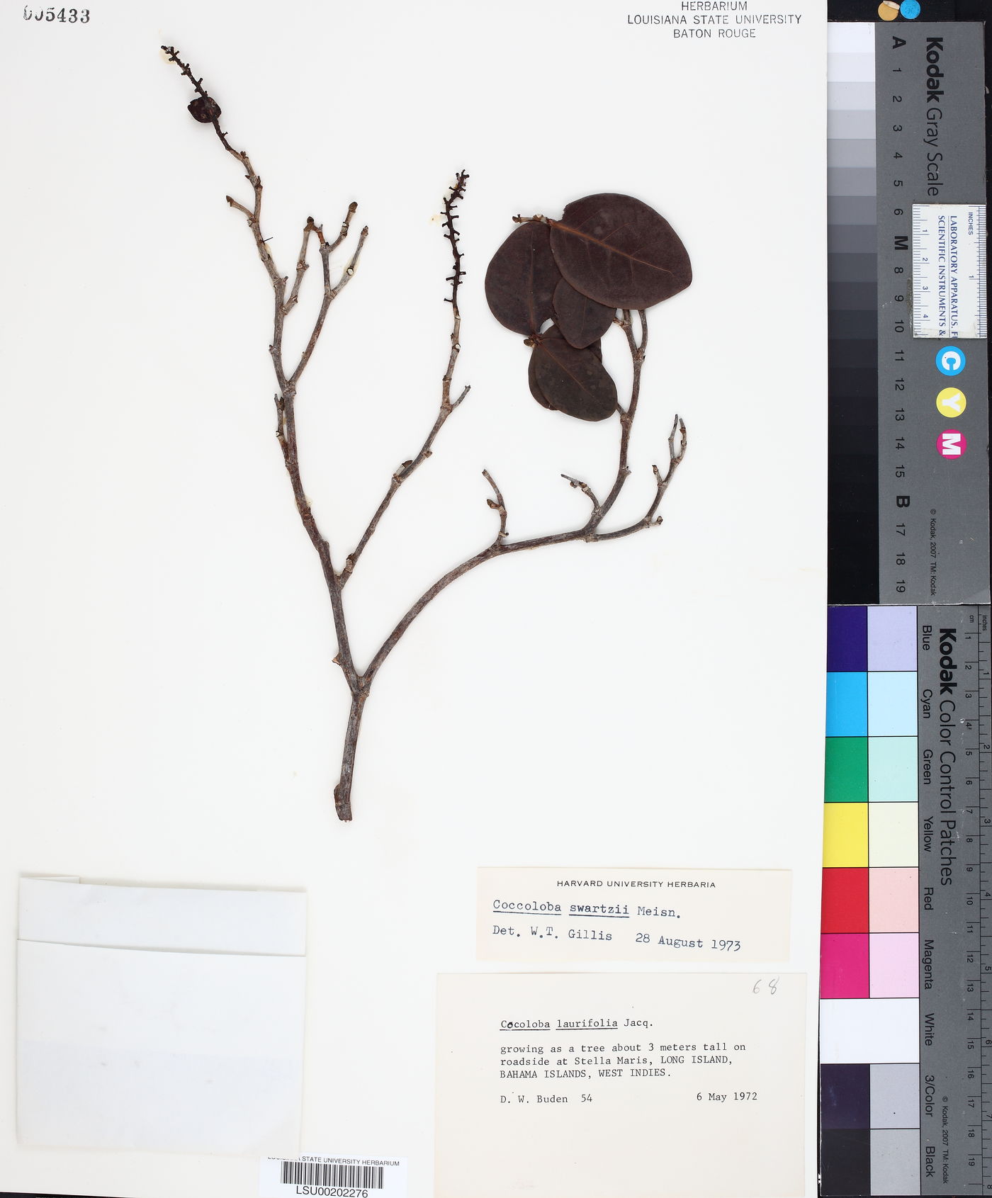Coccoloba swartzii image