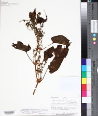 Muehlenbeckia tiliifolia image