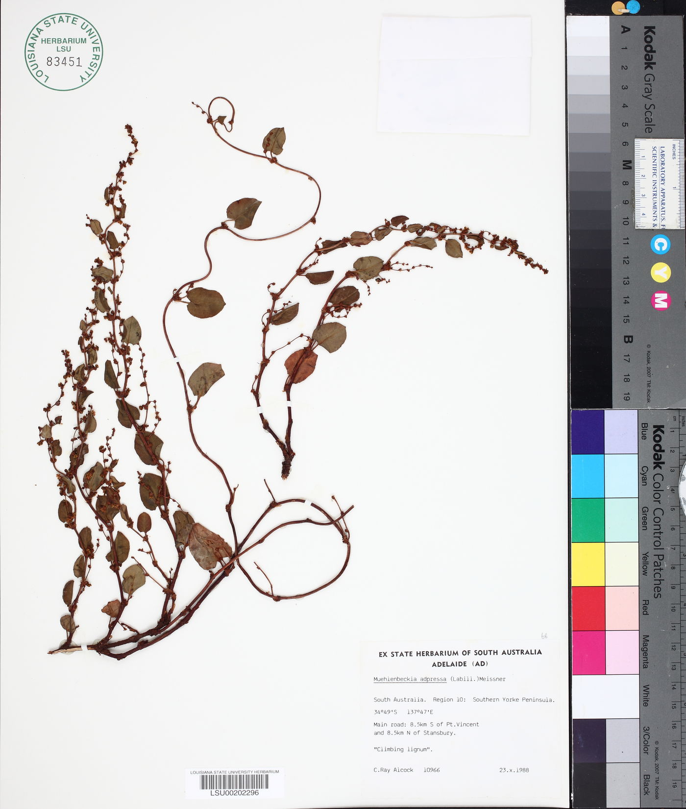 Muehlenbeckia adpressa image