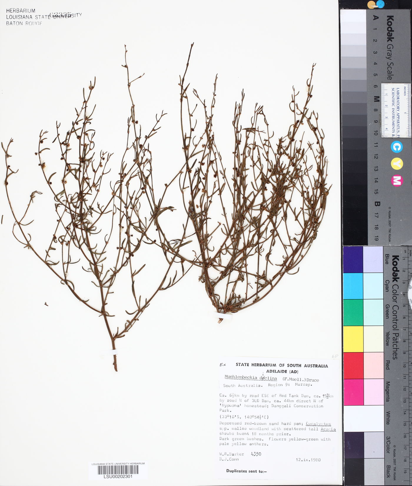 Muehlenbeckia diclina image