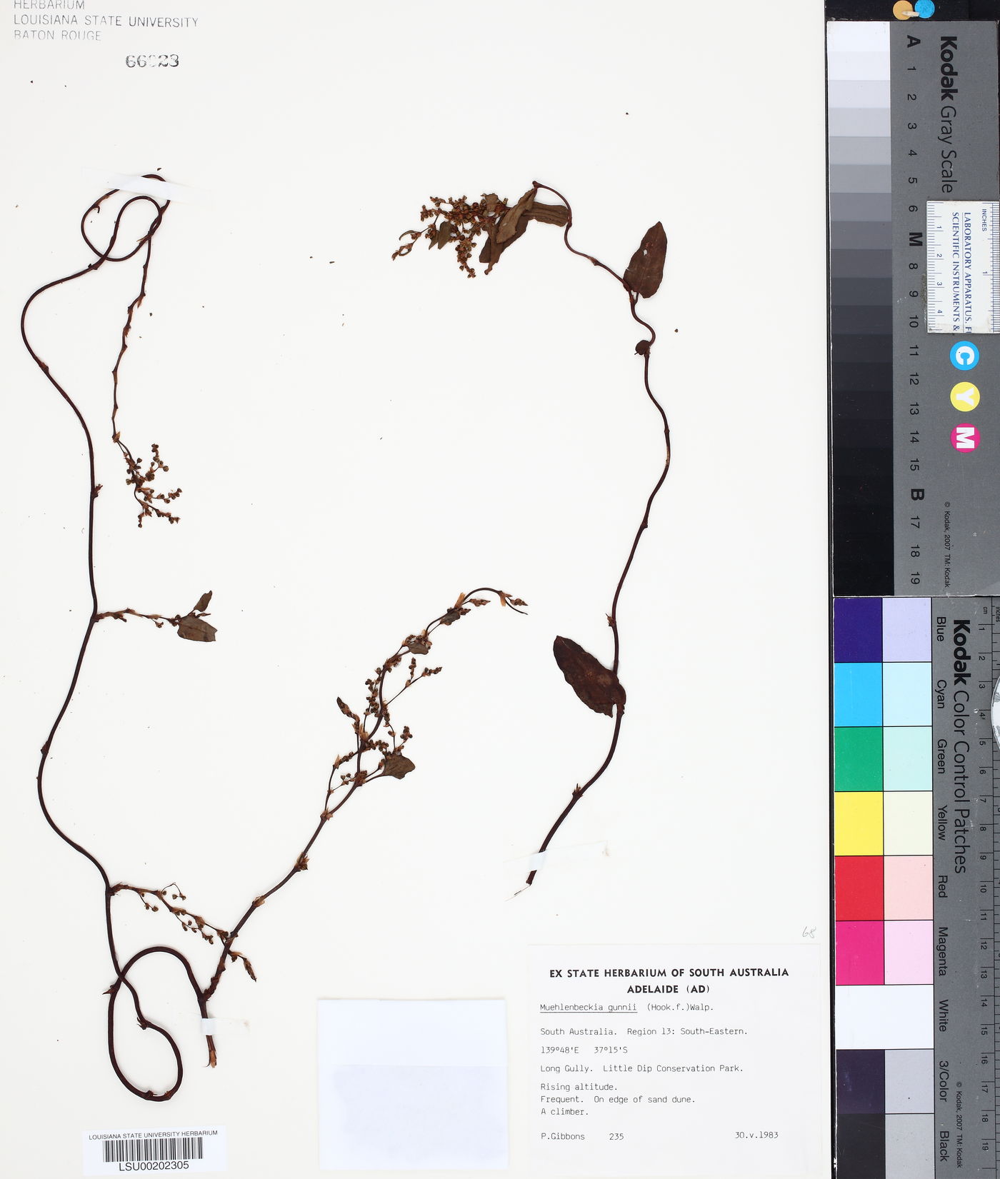 Muehlenbeckia gunnii image