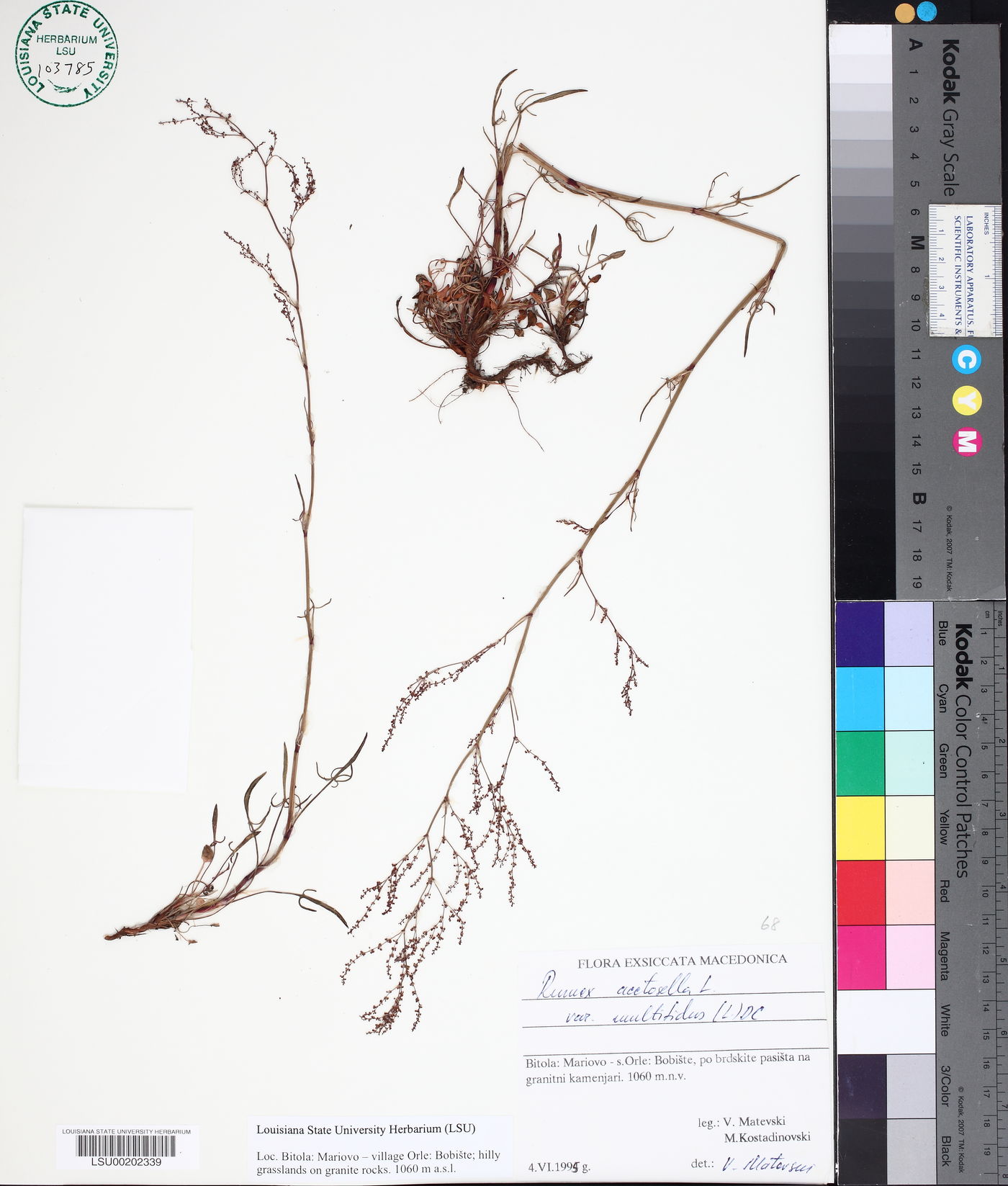 Rumex acetosella subsp. multifidus image