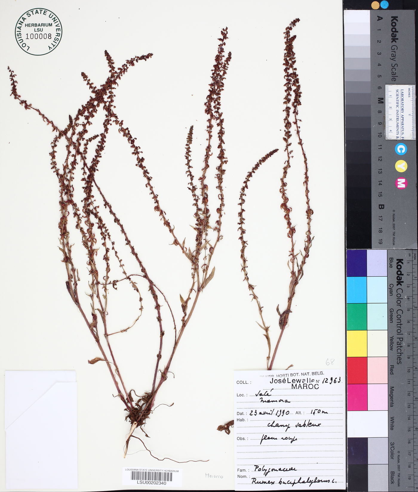 Rumex bucephalophorus image