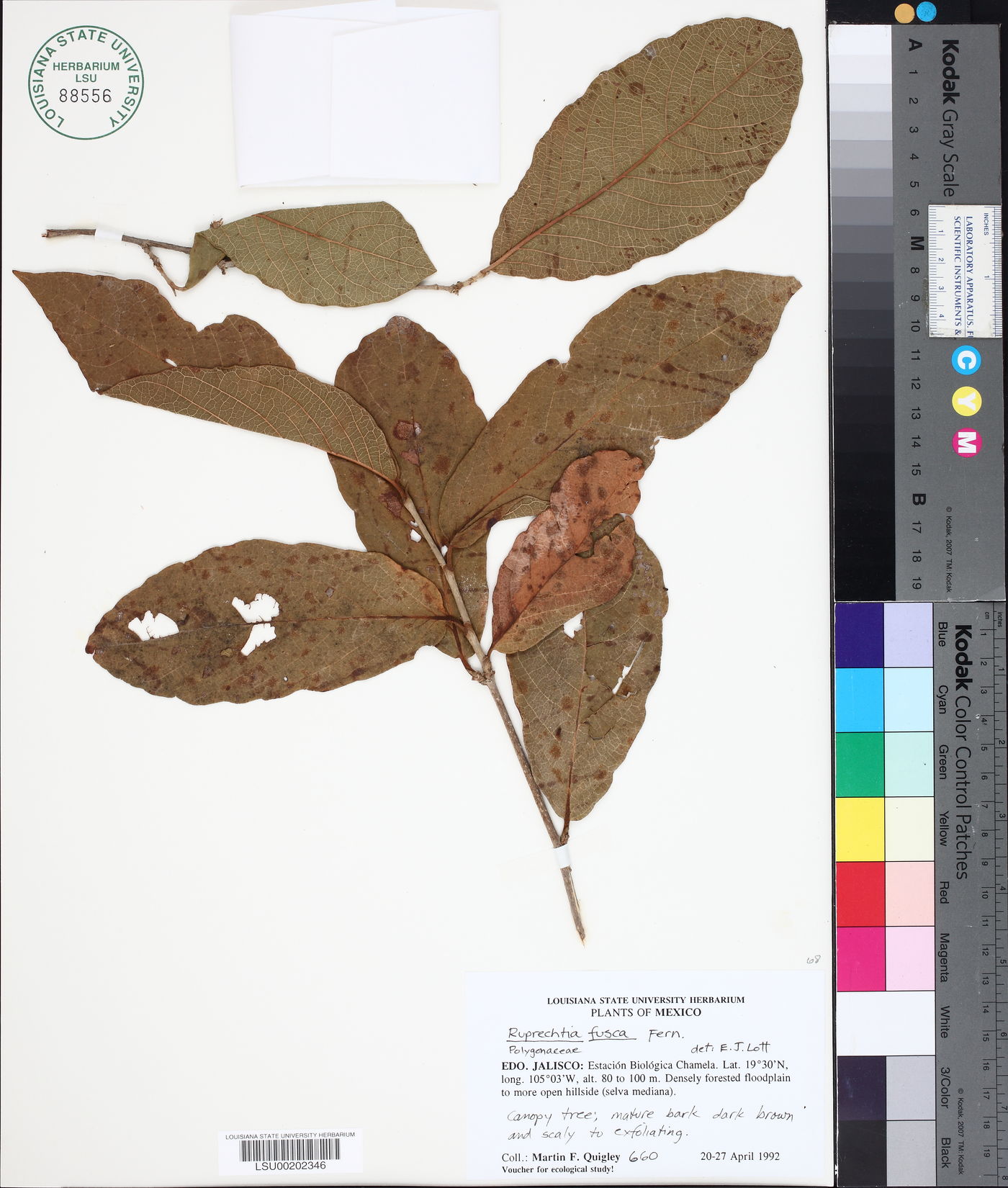 Ruprechtia fusca image