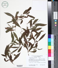 Ruprechtia pallida image