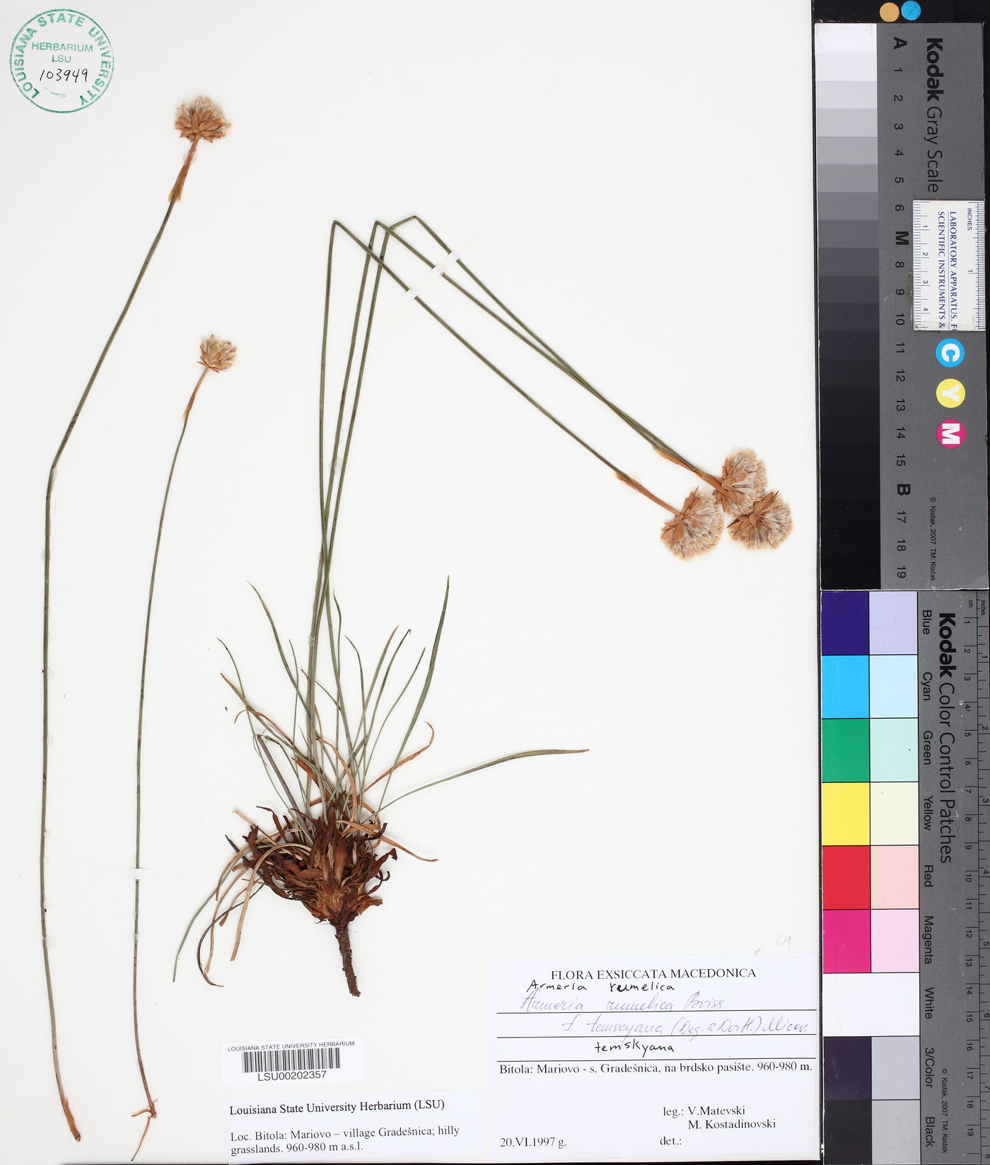 Armeria rumelica image