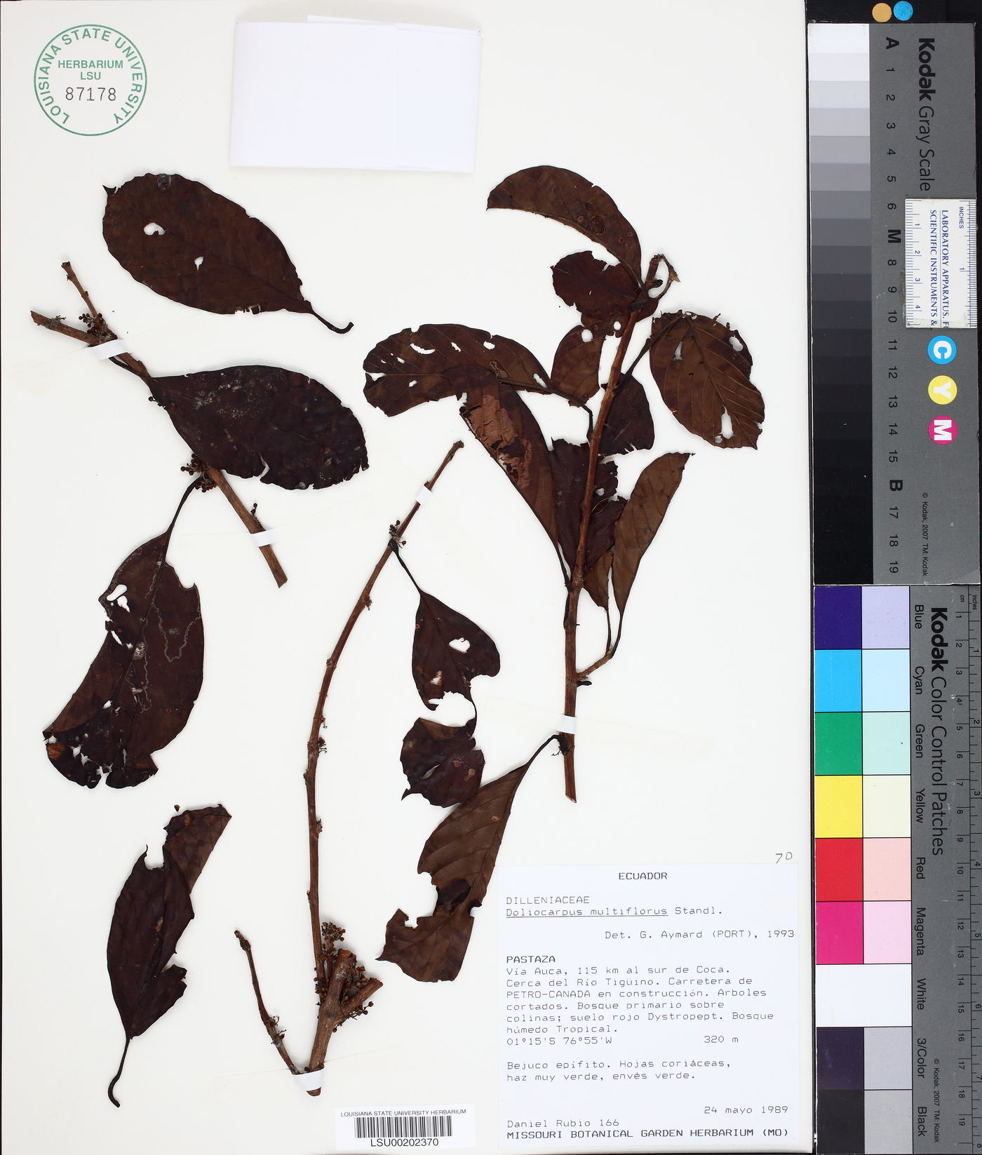 Doliocarpus multiflorus image