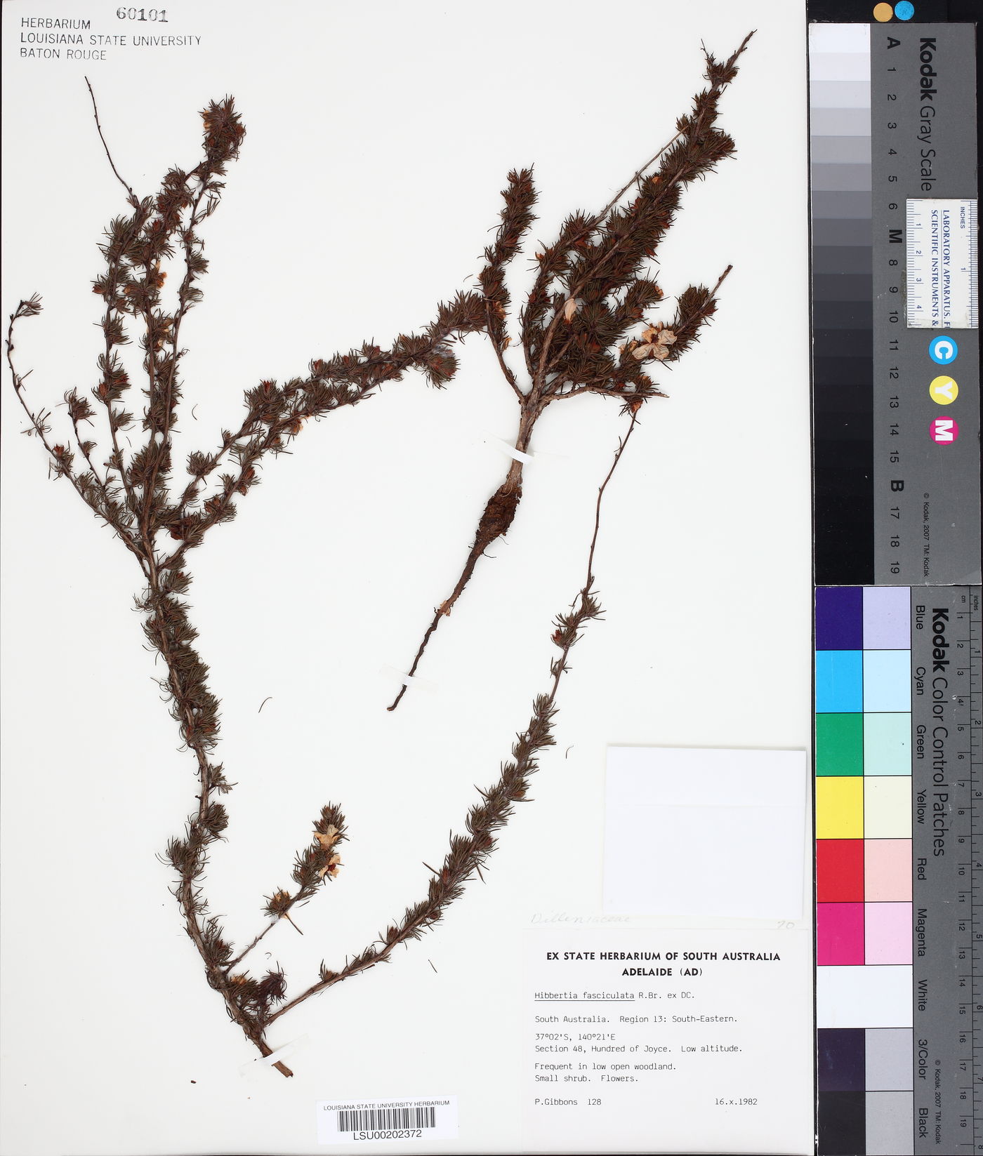 Hibbertia fasciculata image