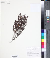 Image of Hibbertia riparia