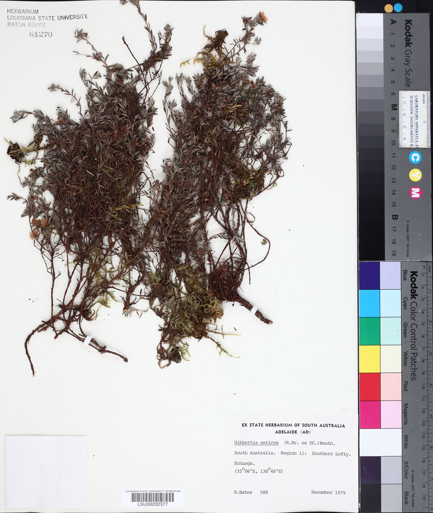 Hibbertia sericea image