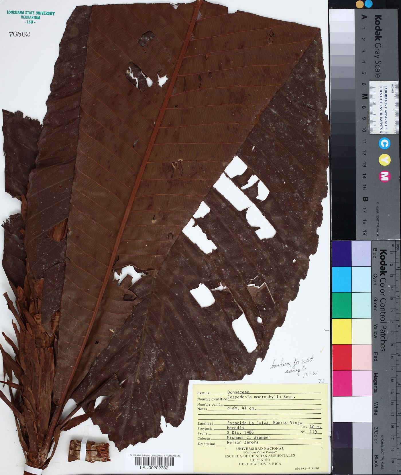 Cespedesia image