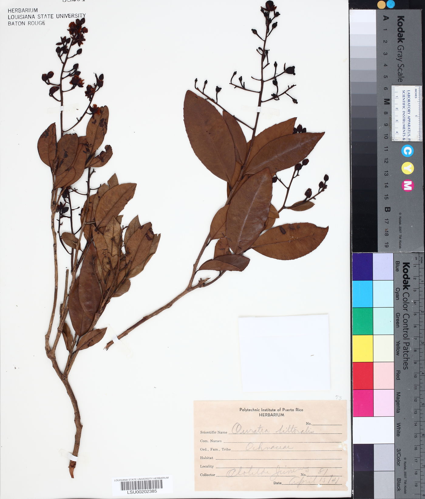 Ouratea littoralis image