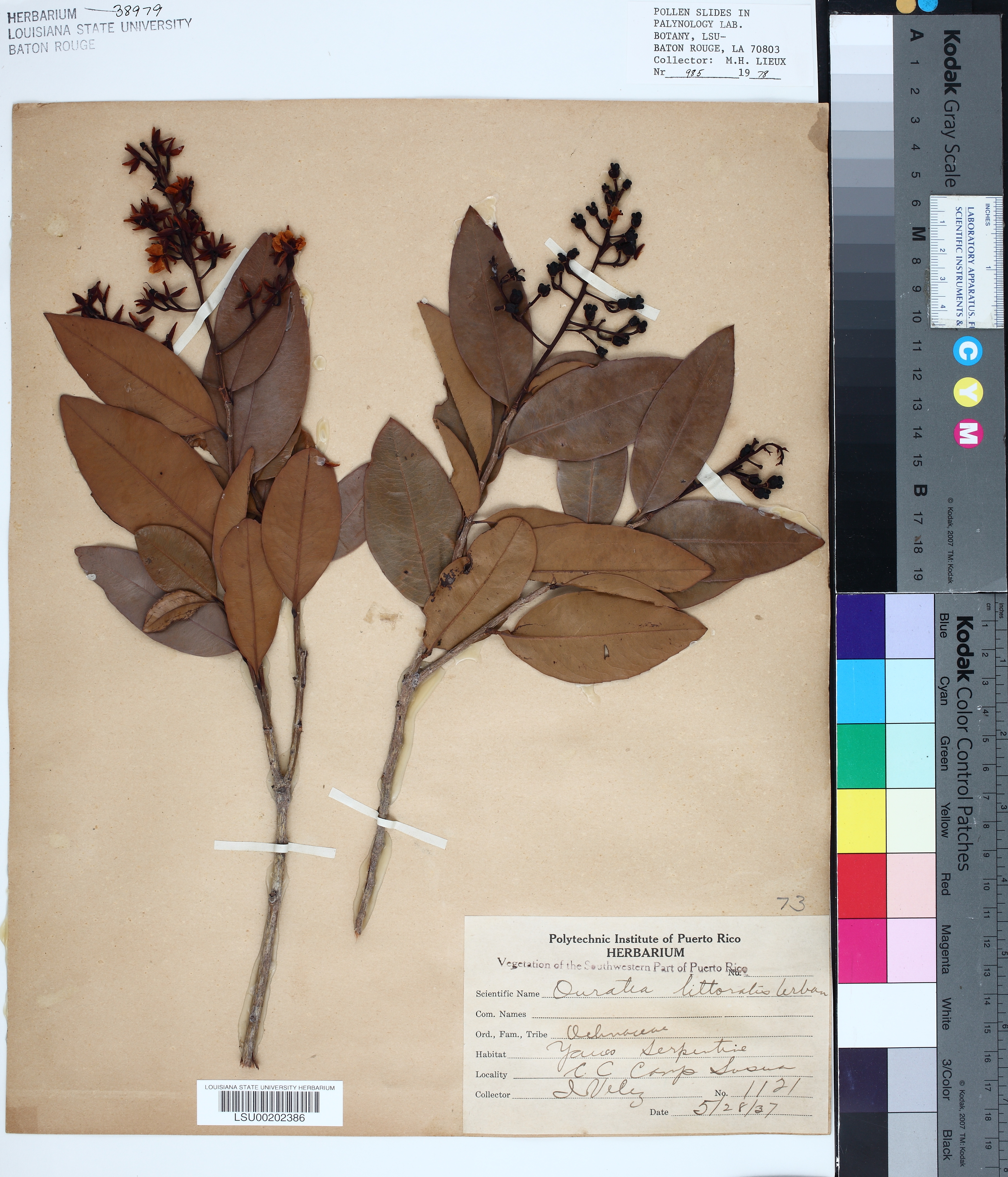 Ouratea litoralis