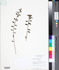 Sauvagesia erecta subsp. brownei image