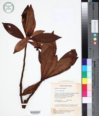 Archytaea triflora image