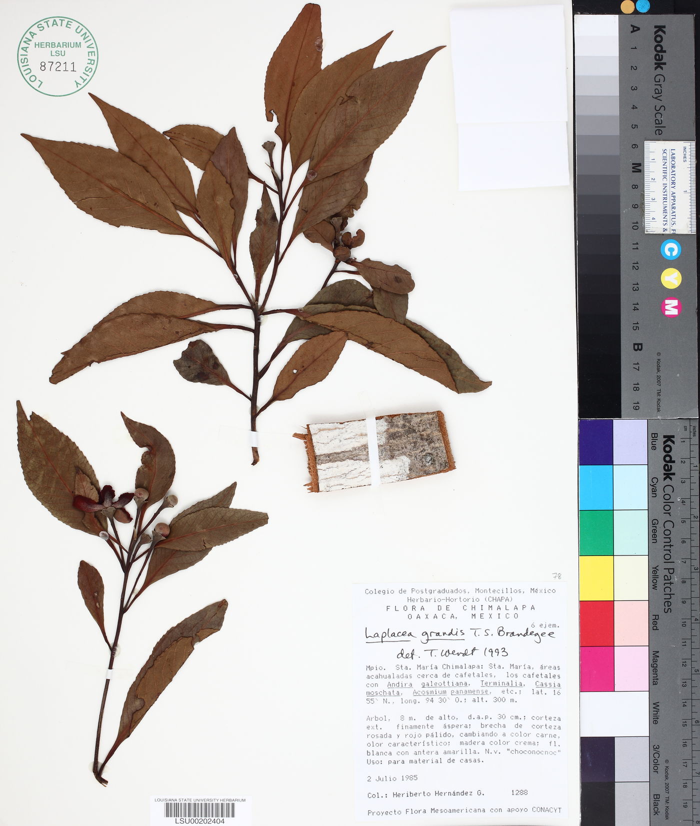 Gordonia brenesii image