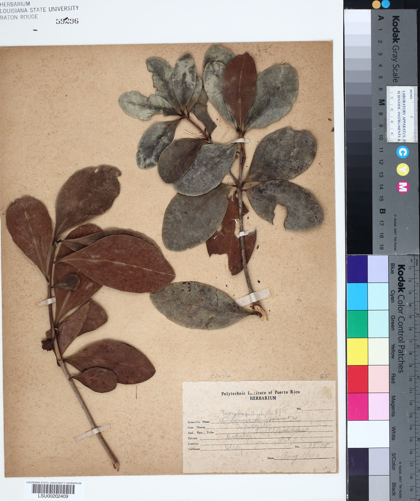 Taonabo pachyphylla image