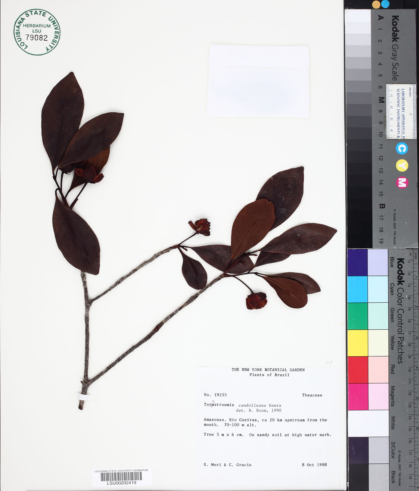 Ternstroemia candolleana image