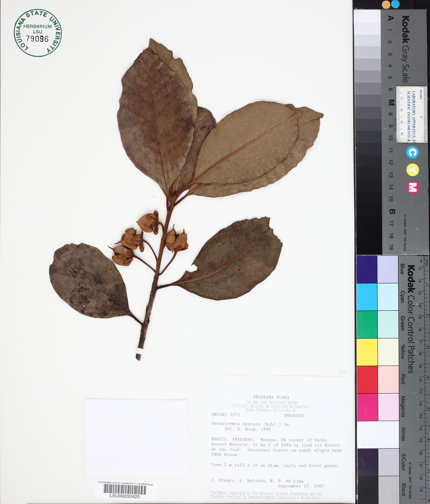 Ternstroemia dentata image