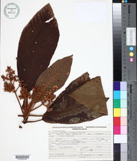 Saurauia scabrida image