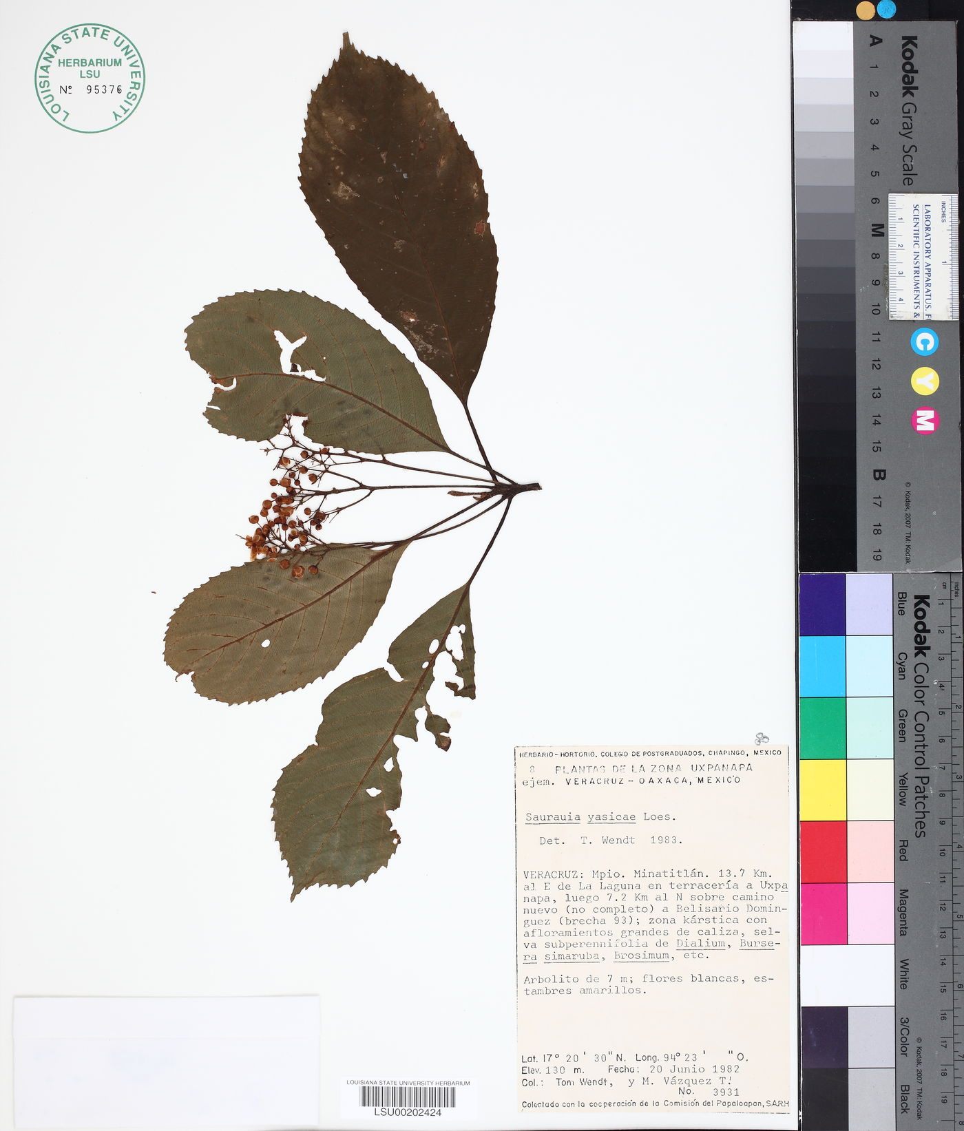 Saurauia yasicae image
