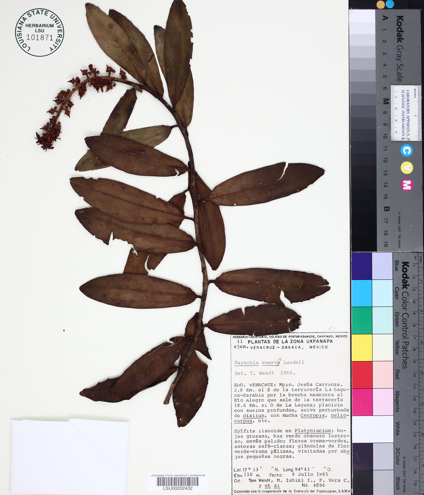 Ruyschia enervia image