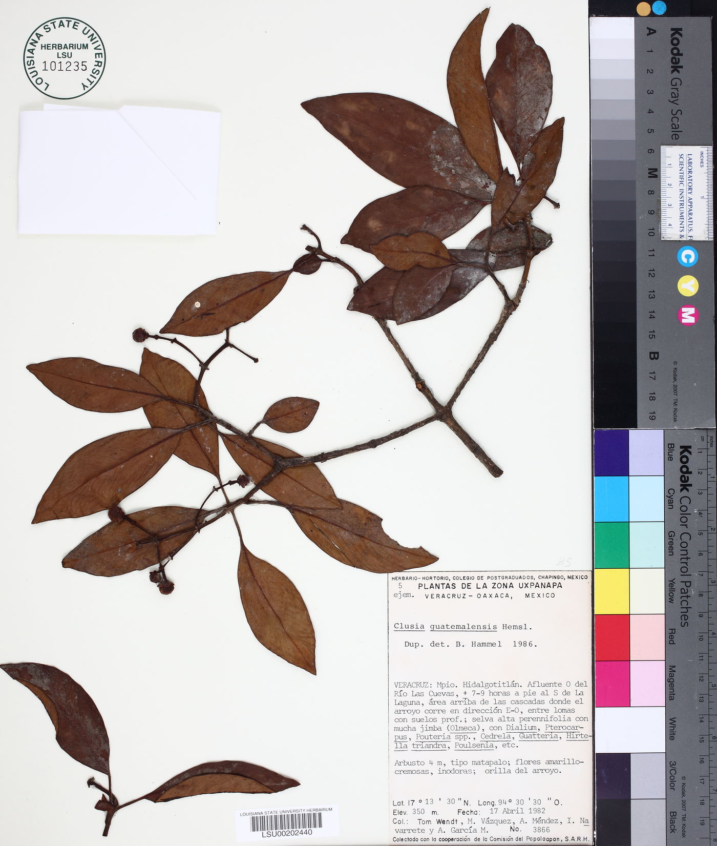 Clusia guatemalensis image