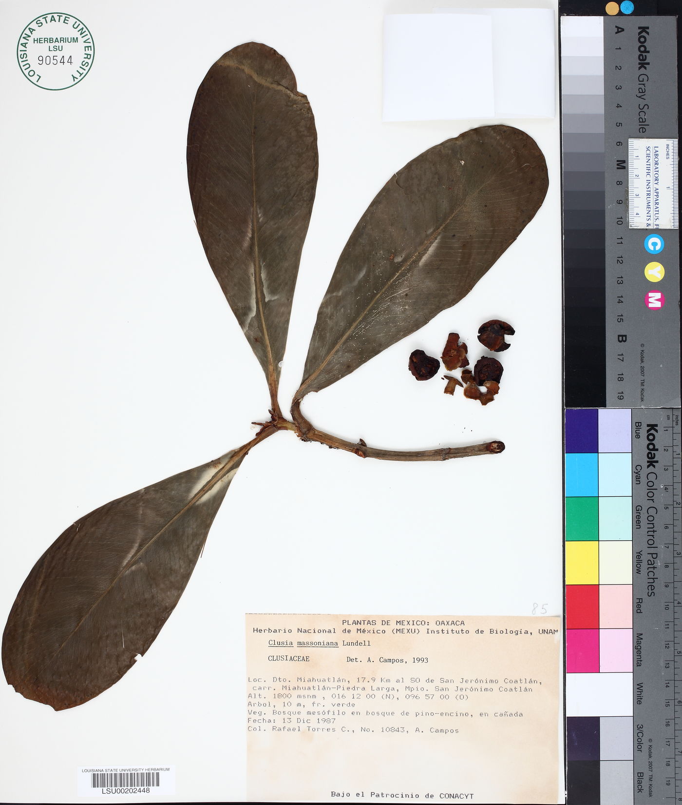 Clusia massoniana image