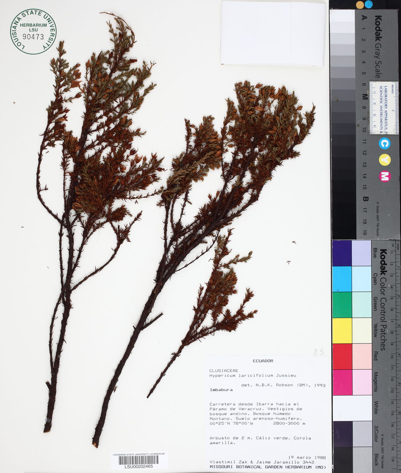 Hypericum laricifolium image