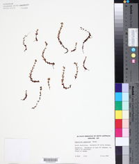 Hypericum japonicum image