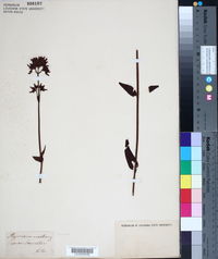 Hypericum montanum image