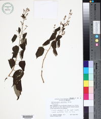 Heliocarpus pallidus image