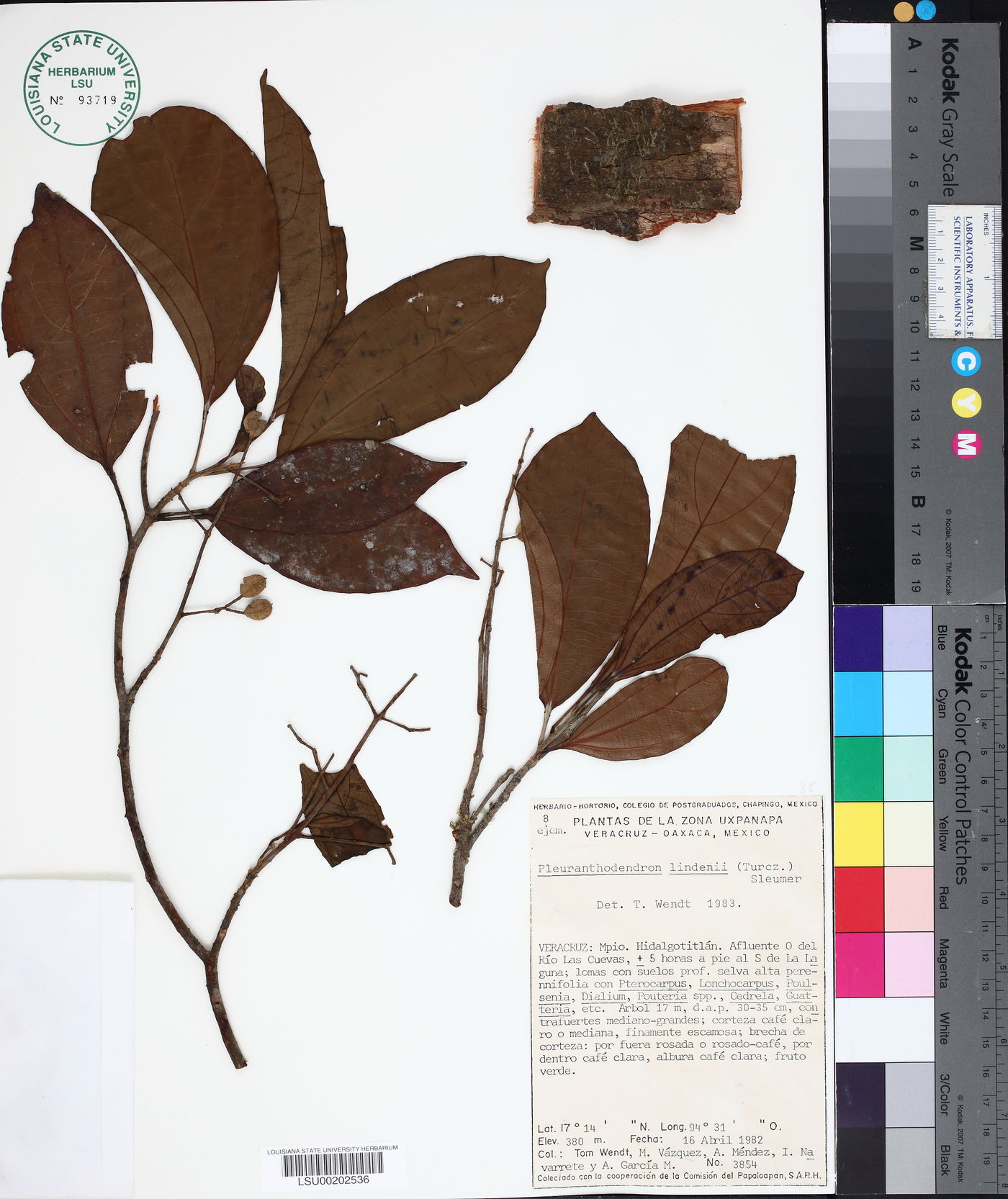 Pleuranthodendron lindenii image