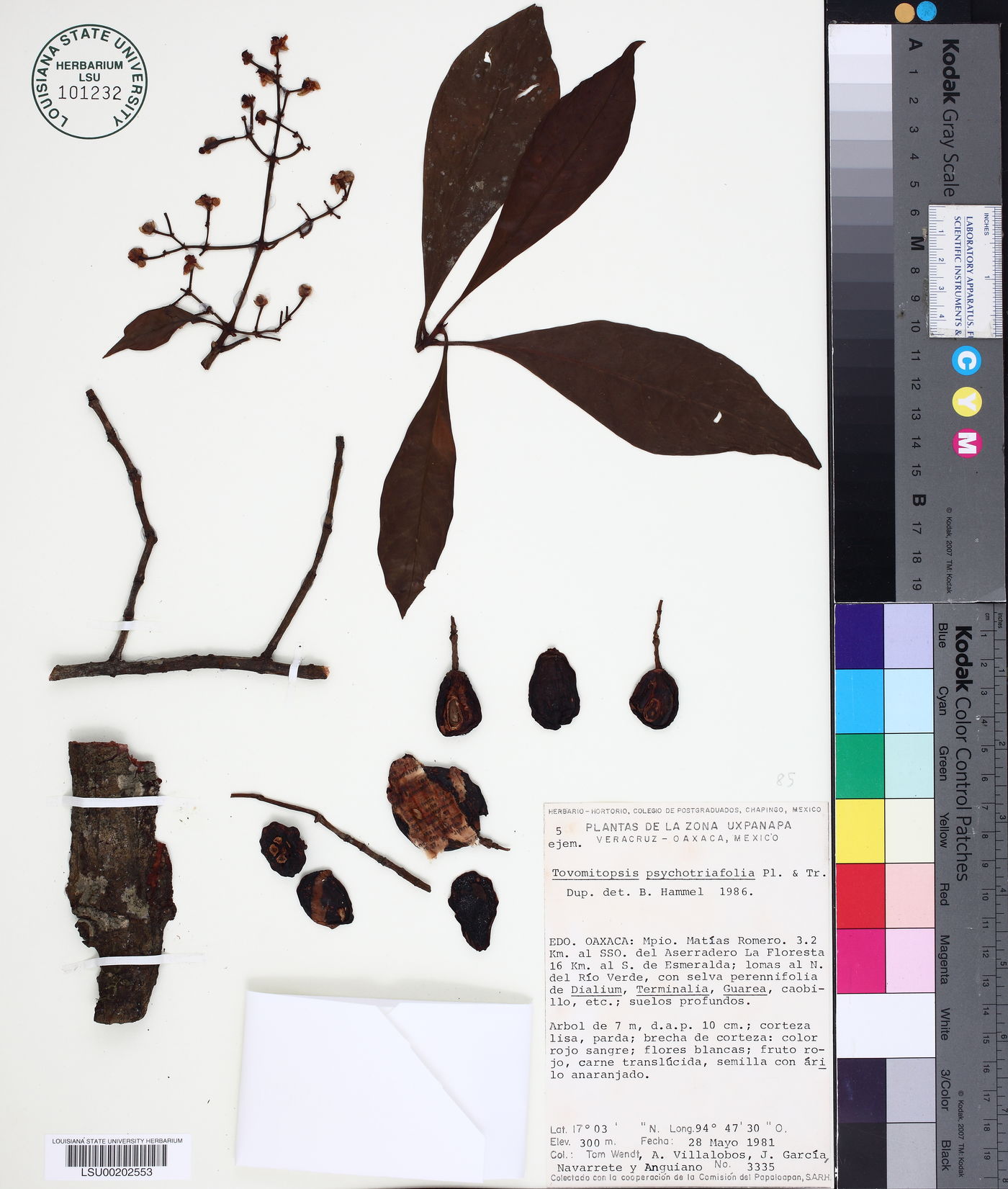 Chrysochlamys psychotriifolia image
